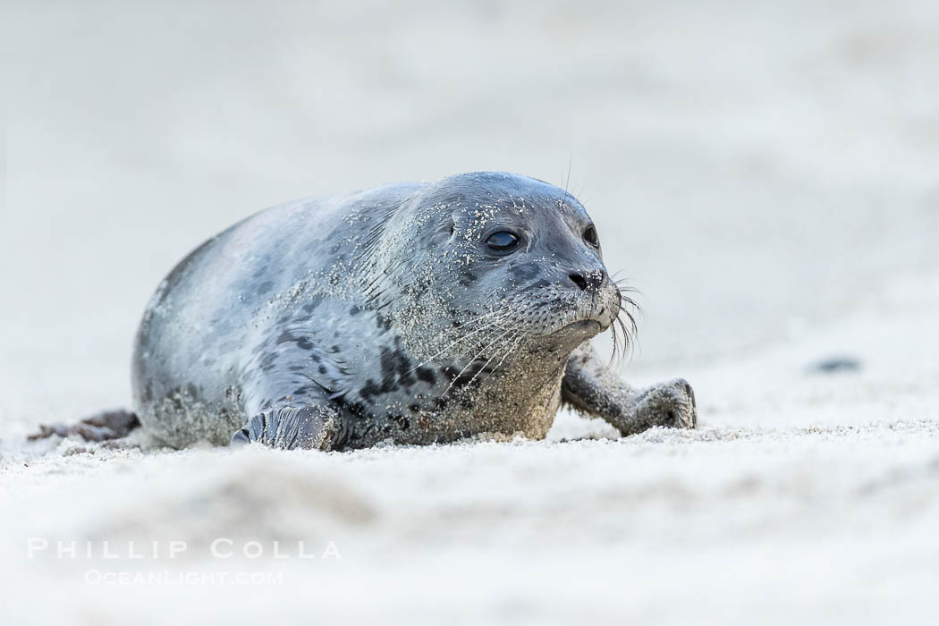 A small harbor seal pup only a few hours old, explores a sand beach in San Diego. La Jolla, California, USA, Phoca vitulina richardsi, natural history stock photograph, photo id 39092