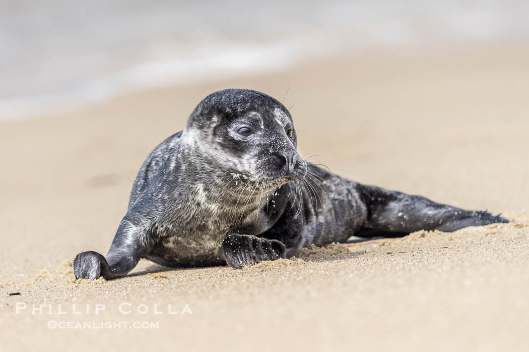 A small harbor seal pup only a few hours old, resting on a sand beach in San Diego between episodes of nursing on its mother.  Over 50 harbor seal pups were born in La Jolla during the 2023 birthing season. California, USA, Phoca vitulina richardsi, natural history stock photograph, photo id 39067