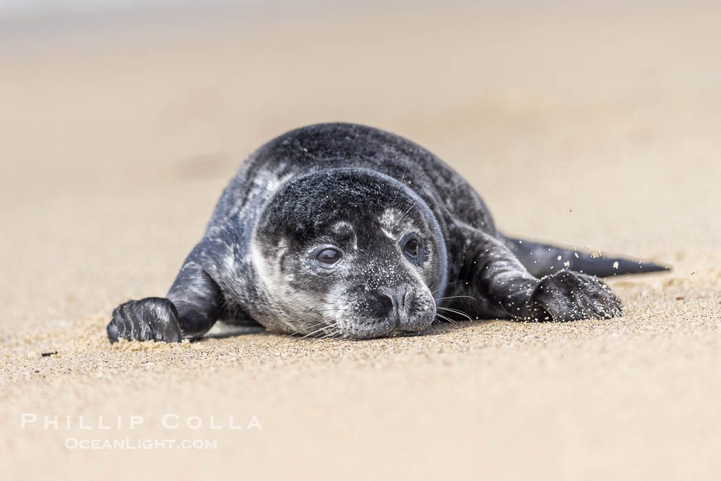 A small harbor seal pup only a few hours old, explores a sand beach in San Diego. La Jolla, California, USA, Phoca vitulina richardsi, natural history stock photograph, photo id 39095