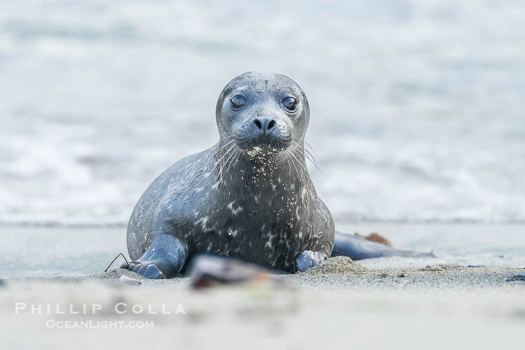 A small harbor seal pup only a few hours old, resting on a sand beach in San Diego between episodes of nursing on its mother., Phoca vitulina richardsi, natural history stock photograph, photo id 41553