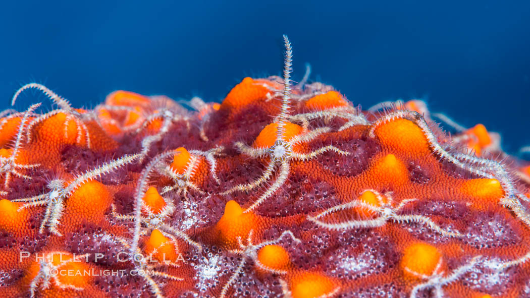Minute starfish (sea star) living on larger starfish, Sea of Cortez, Mexico. Isla San Diego, Baja California, natural history stock photograph, photo id 33586