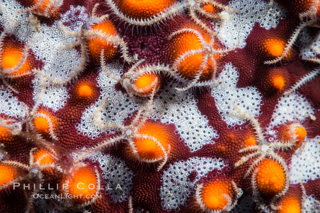 Minute starfish (sea star) living on larger starfish, Sea of Cortez, Mexico. Isla San Diego, Baja California, natural history stock photograph, photo id 33584
