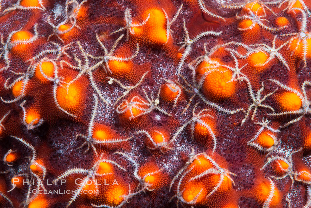 Minute starfish (sea star) living on larger starfish, Sea of Cortez, Mexico., natural history stock photograph, photo id 33585
