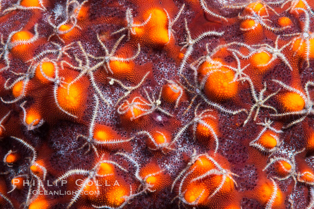 Minute starfish (sea star) living on larger starfish, Sea of Cortez, Mexico. Isla San Diego, Baja California, natural history stock photograph, photo id 33585