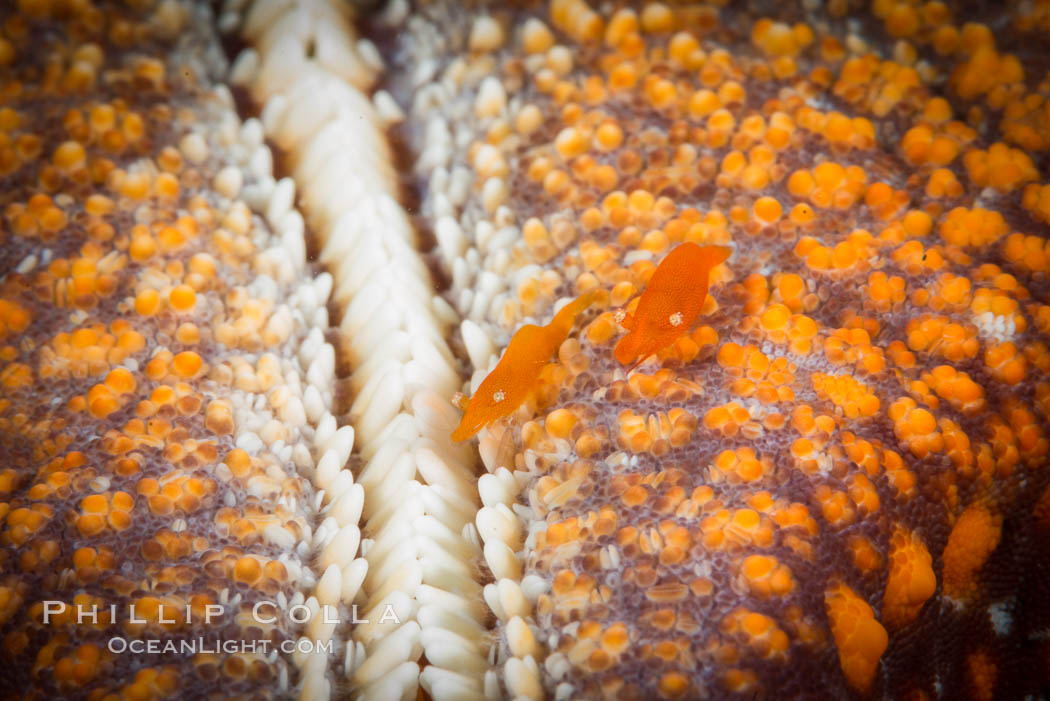 Tiny shrimp living on Starfish, Sea of Cortez. Isla San Diego, Baja California, Mexico, natural history stock photograph, photo id 33706