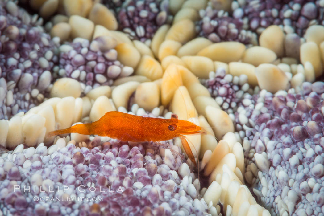 Tiny shrimp living on Starfish, Sea of Cortez. Isla San Diego, Baja California, Mexico, natural history stock photograph, photo id 33710