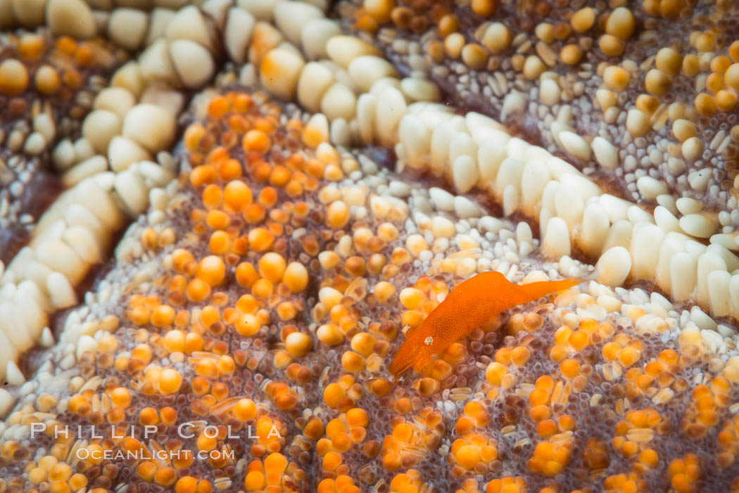 Tiny shrimp living on Starfish, Sea of Cortez. Isla San Diego, Baja California, Mexico, natural history stock photograph, photo id 33704