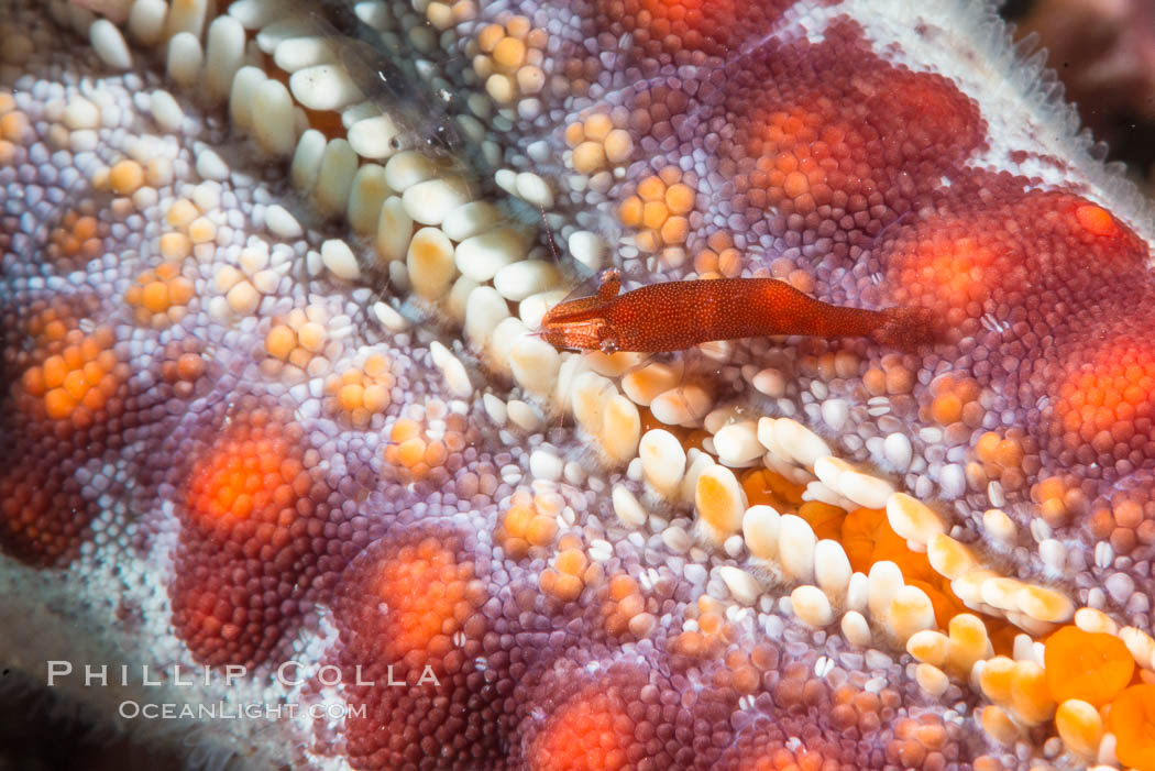 Tiny shrimp living on Starfish, Sea of Cortez. Isla San Diego, Baja California, Mexico, natural history stock photograph, photo id 33703