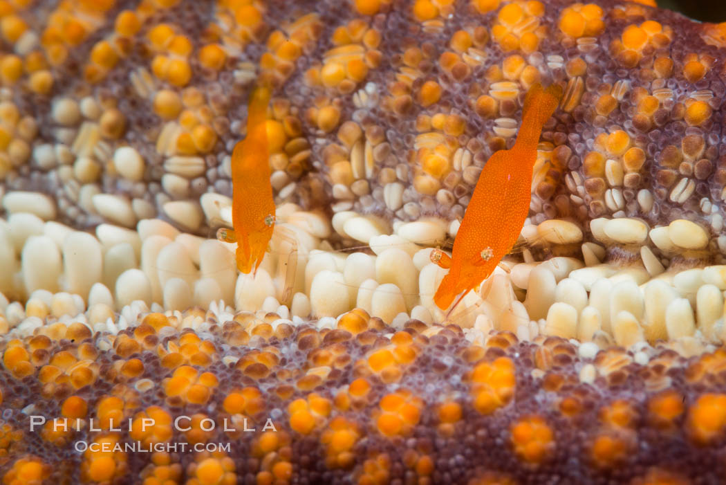 Tiny shrimp living on Starfish, Sea of Cortez, Isla San Diego, Baja California, Mexico