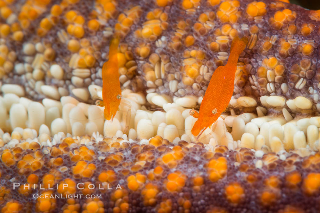 Tiny shrimp living on Starfish, Sea of Cortez. Isla San Diego, Baja California, Mexico, natural history stock photograph, photo id 33705