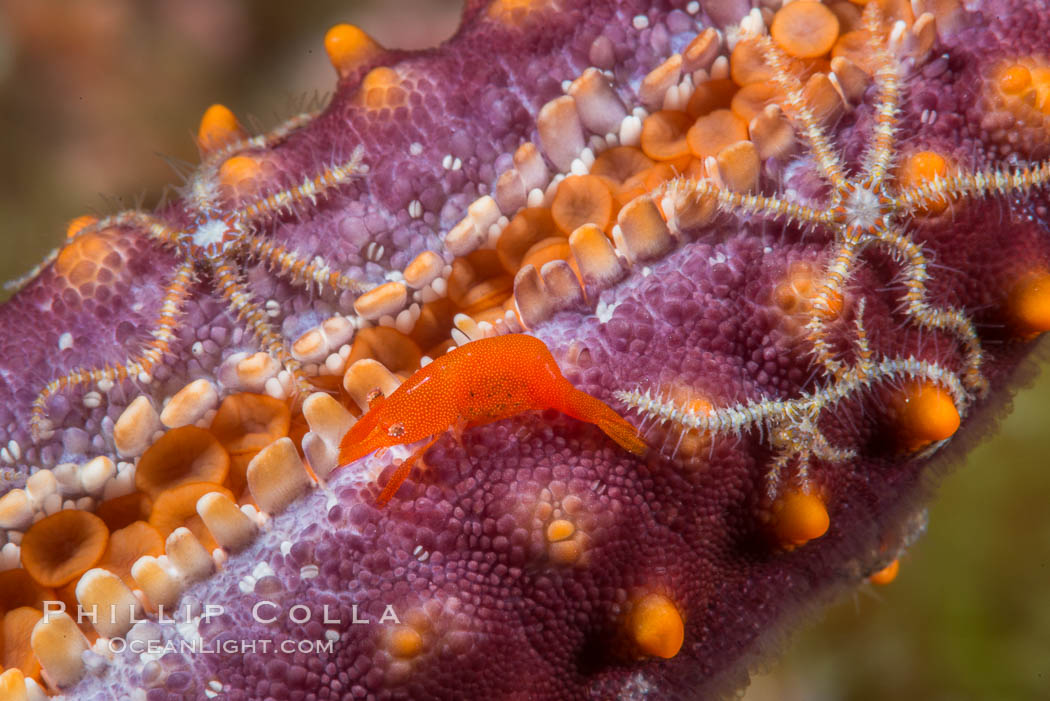 Tiny shrimp living on Starfish, Sea of Cortez. Isla San Diego, Baja California, Mexico, natural history stock photograph, photo id 33709