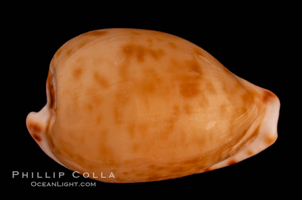 Toothless Cape Cowrie., Cypraea edentula, natural history stock photograph, photo id 08096