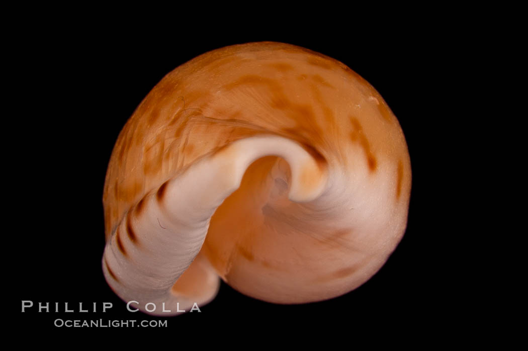 Toothless Cape Cowrie., Cypraea edentula, natural history stock photograph, photo id 08099