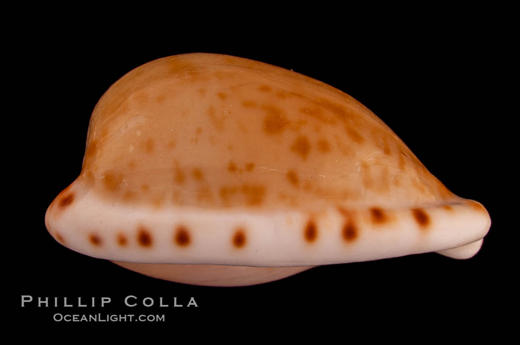 Toothless Cape Cowrie., Cypraea edentula, natural history stock photograph, photo id 08098