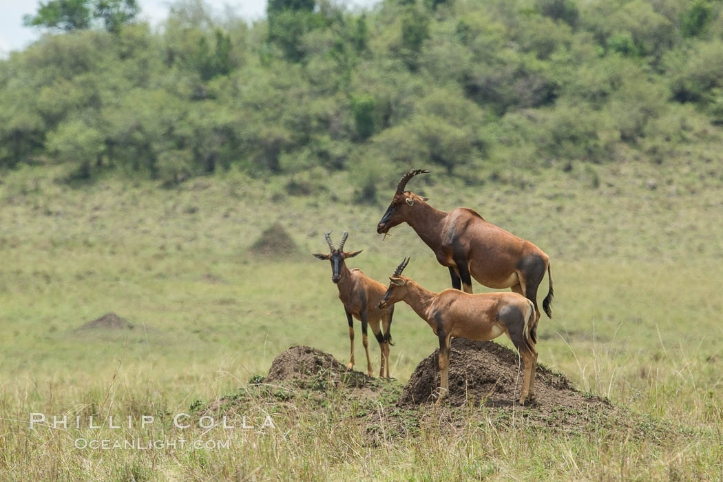 Topi. Maasai Mara National Reserve, Kenya, Damaliscus korrigum, natural history stock photograph, photo id 29912