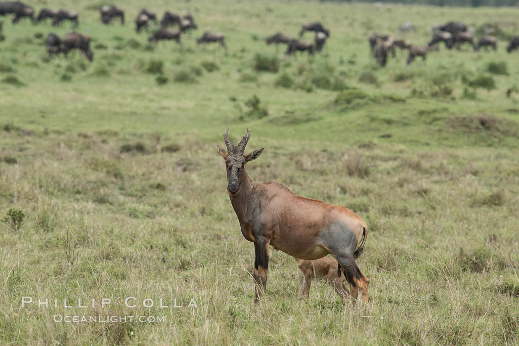 Topi. Maasai Mara National Reserve, Kenya, Damaliscus korrigum, natural history stock photograph, photo id 29851