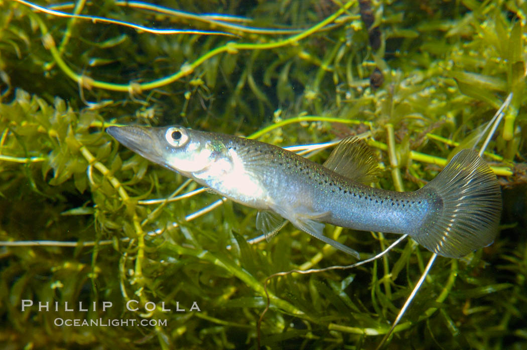 Topminnow, a freshwater fish native to central America., Belonesox belizanus, natural history stock photograph, photo id 09795