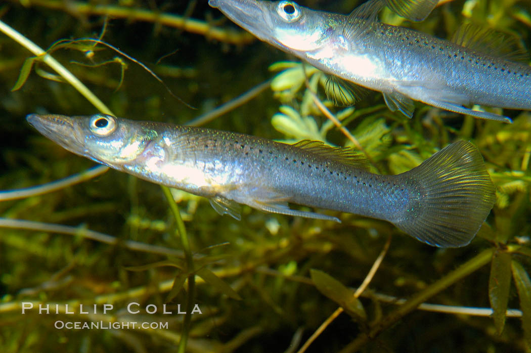 Topminnow, a freshwater fish native to central America., Belonesox belizanus, natural history stock photograph, photo id 09797