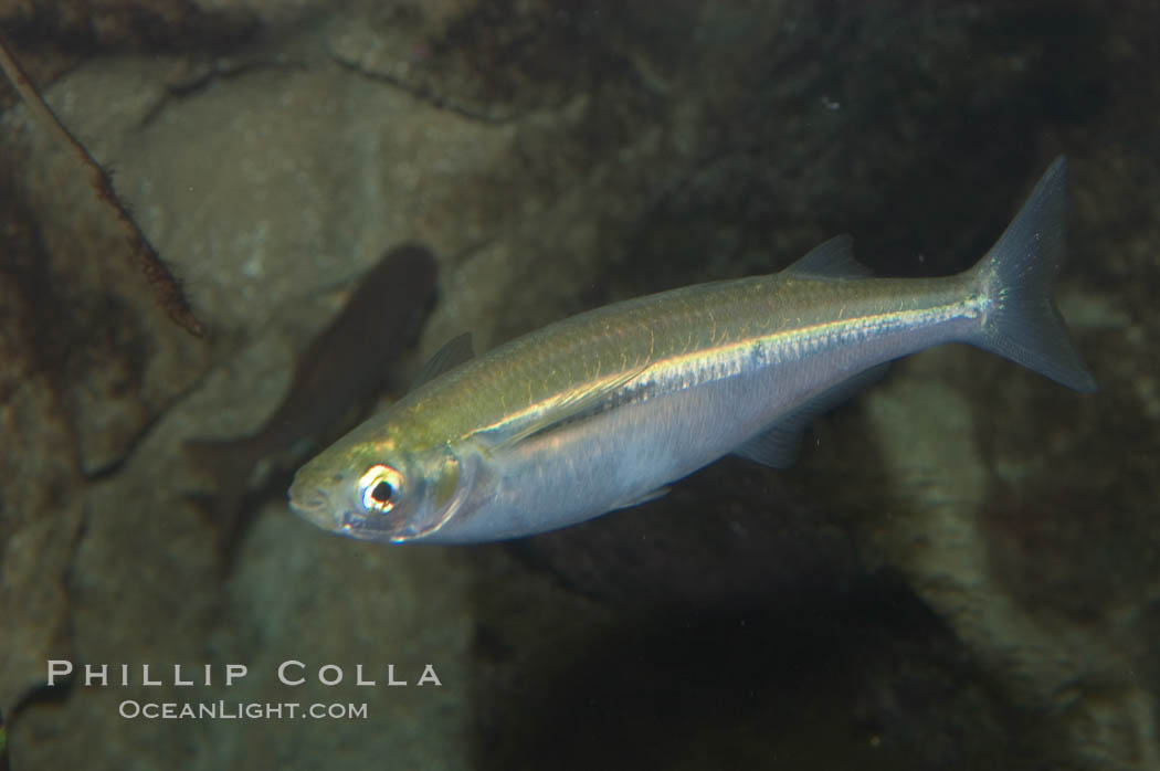 Topsmelt silverside., Atherinops affinis, natural history stock photograph, photo id 07872
