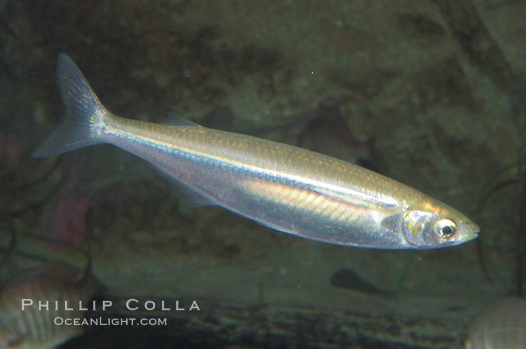 Topsmelt silverside., Atherinops affinis, natural history stock photograph, photo id 07875