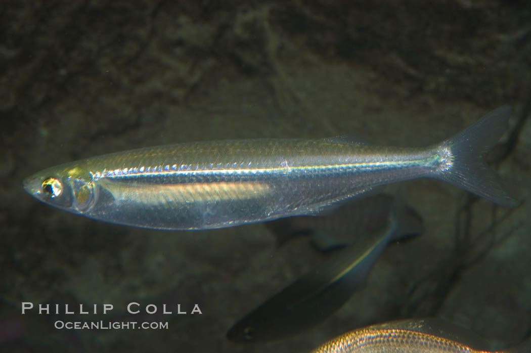 Topsmelt silverside., Atherinops affinis, natural history stock photograph, photo id 07874