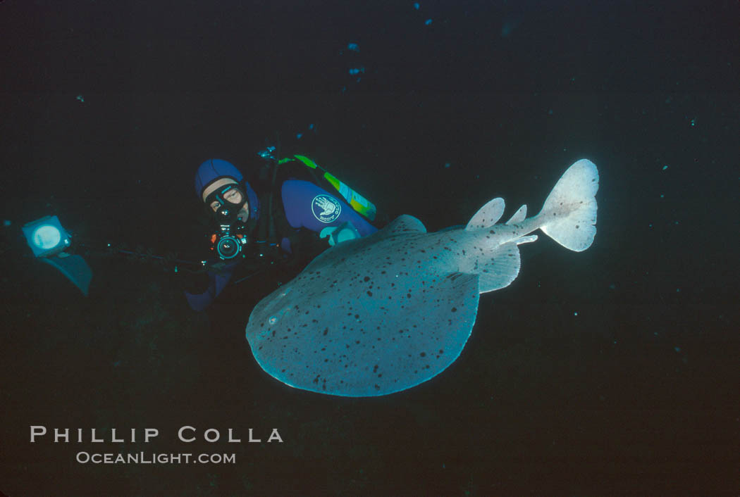 Pacific torpedo ray, Farnsworth Banks. Santa Rosa Island, California, USA, Tetronarce californica, Torpedo californica, natural history stock photograph, photo id 01012