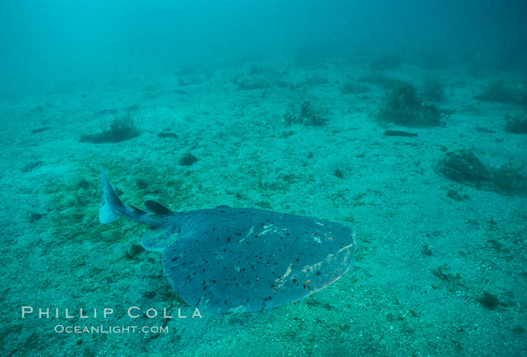 Pacific torpedo ray over sand, Catalina. Catalina Island, California, USA, Tetronarce californica, Torpedo californica, natural history stock photograph, photo id 02092