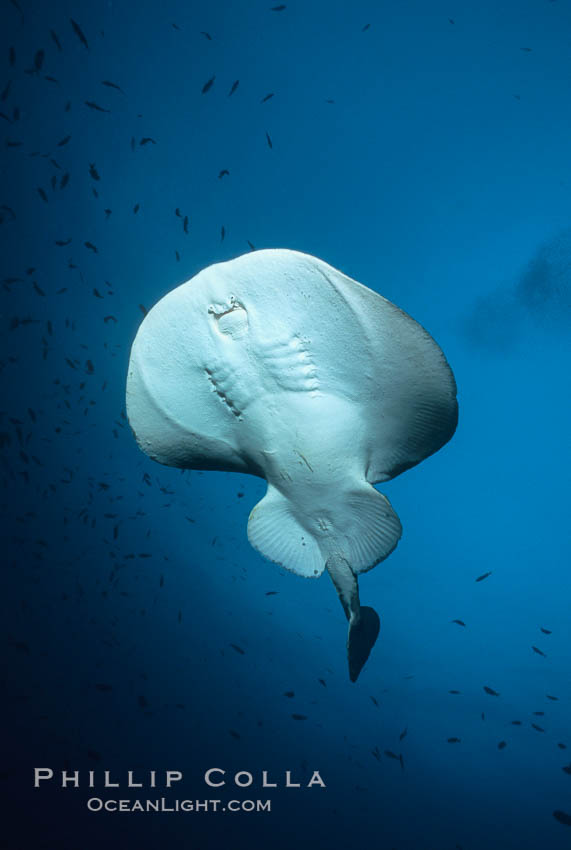 Pacific torpedo ray, Farnsworth Banks. Catalina Island, California, USA, Tetronarce californica, Torpedo californica, natural history stock photograph, photo id 03436