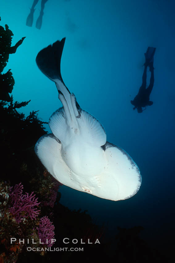 Pacific torpedo ray, Farnsworth Banks. Catalina Island, California, USA, Tetronarce californica, Torpedo californica, natural history stock photograph, photo id 00611