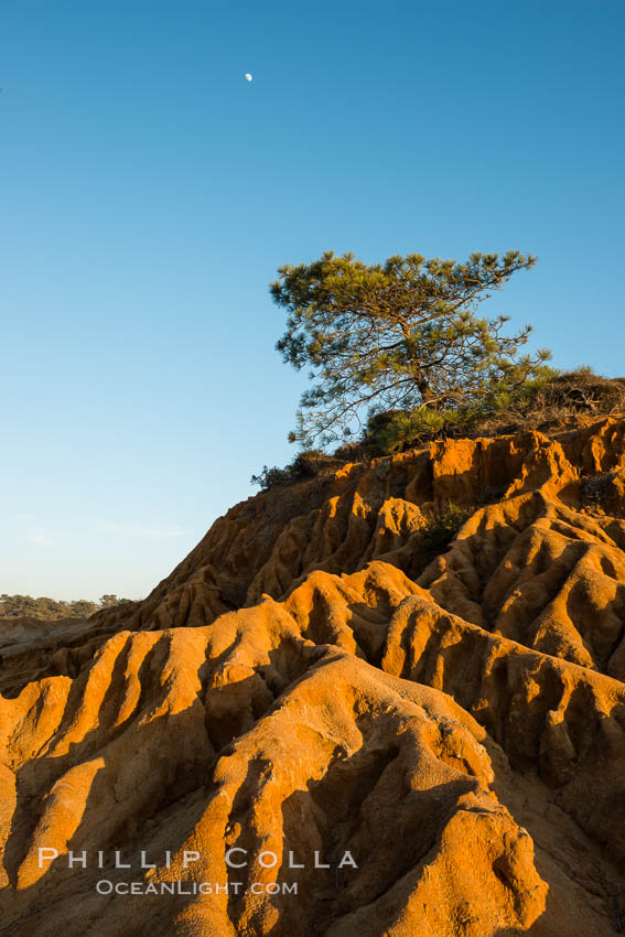 Full moon, Torrey Pine and eroded sandstone. The Torrey Pine is the rarest native pine tree in the United States, is native to the coastal chaparral of San Diego County. A subspecies of the Torrey Pine is found in a small grove on Santa Rosa island, one of Californias Channel Islands. La Jolla, USA, Pinus torreyana, natural history stock photograph, photo id 28987