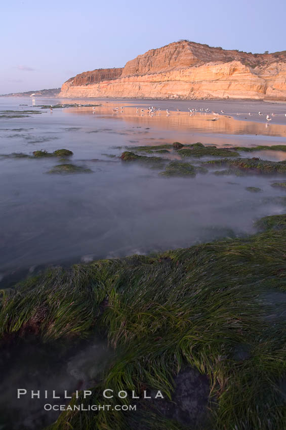 Eel grass sways in an incoming tide, with the sandstone cliffs of Torrey Pines State Reserve in the distance., natural history stock photograph, photo id 14730