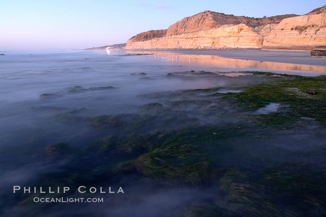 Eel grass sways in an incoming tide, with the sandstone cliffs of Torrey Pines State Reserve in the distance., natural history stock photograph, photo id 14734