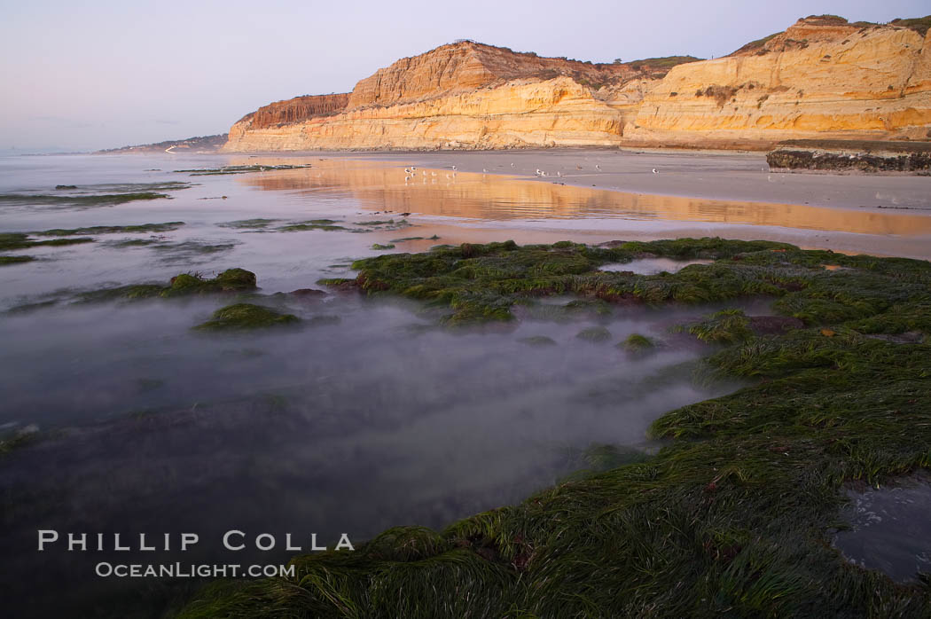 Eel grass sways in an incoming tide, with the sandstone cliffs of Torrey Pines State Reserve in the distance. San Diego, California, USA, natural history stock photograph, photo id 14728