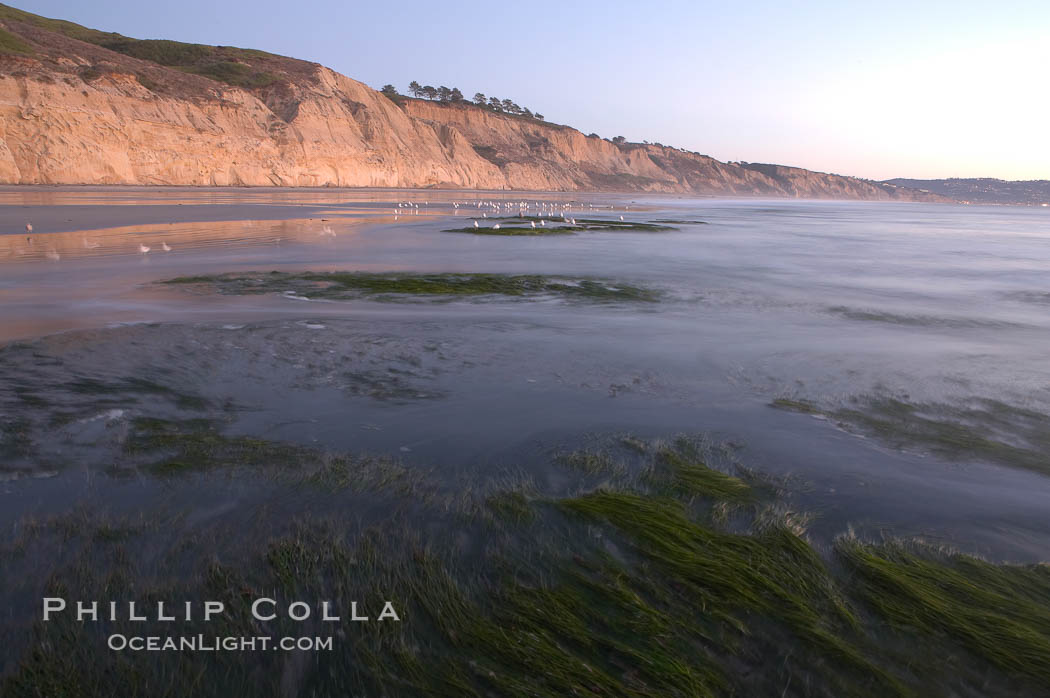 Eel grass sways in an incoming tide, with the sandstone cliffs of Torrey Pines State Reserve in the distance., natural history stock photograph, photo id 14732