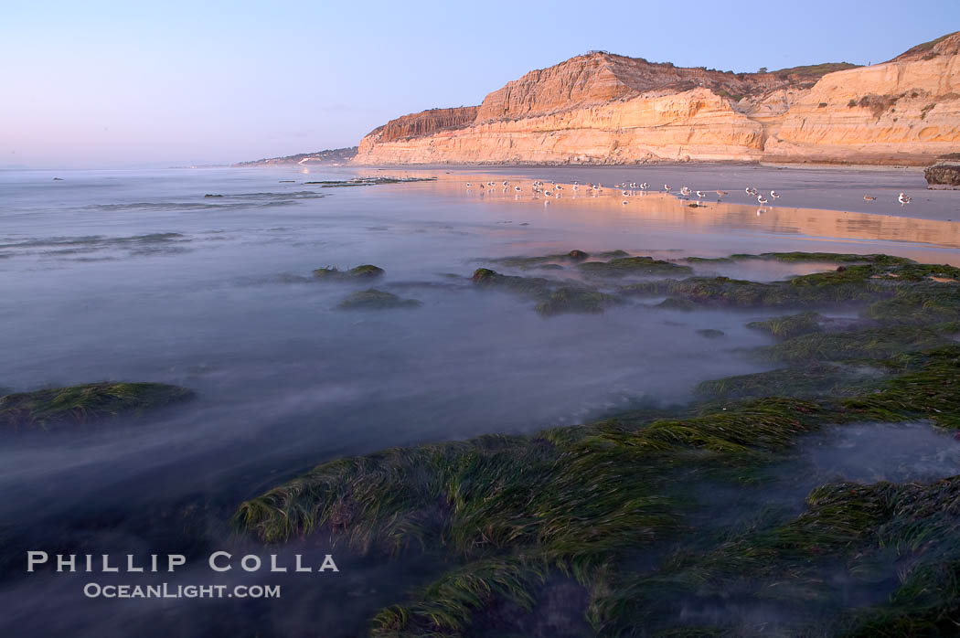 Eel grass sways in an incoming tide, with the sandstone cliffs of Torrey Pines State Reserve in the distance., natural history stock photograph, photo id 14731