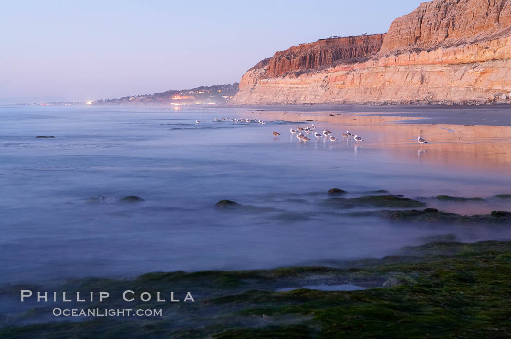Eel grass sways in an incoming tide, with the sandstone cliffs of Torrey Pines State Reserve in the distance. San Diego, California, USA, natural history stock photograph, photo id 14735