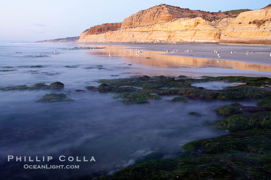 Eel grass sways in an incoming tide, with the sandstone cliffs of Torrey Pines State Reserve in the distance., natural history stock photograph, photo id 14729