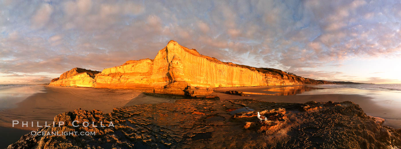 Torrey Pines State Beach, sandstone cliffs rise above the beach at Torrey Pines State Reserve. San Diego, California, USA, natural history stock photograph, photo id 27194