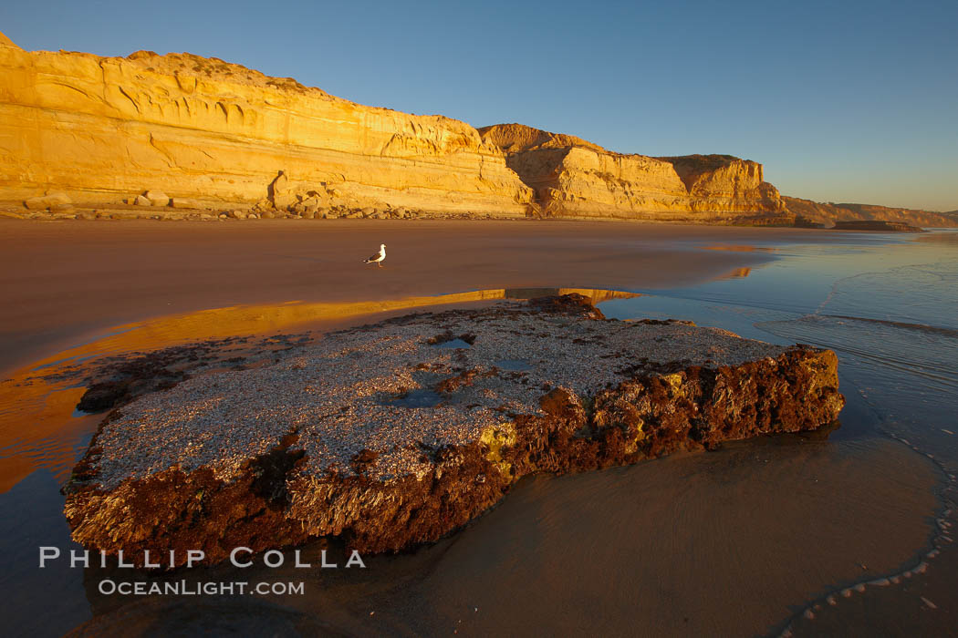 Torrey Pines State Beach, sandstone cliffs rise above the beach at Torrey Pines State Reserve. San Diego, California, USA, natural history stock photograph, photo id 22440