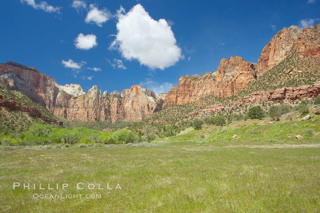 Towers of the Virgin, cottonwood trees. Spring. Zion National Park, Utah, USA, natural history stock photograph, photo id 12802