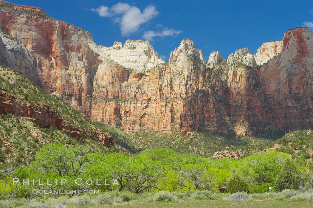 Towers of the Virgin, cottonwood trees. Spring. Zion National Park, Utah, USA, natural history stock photograph, photo id 12801