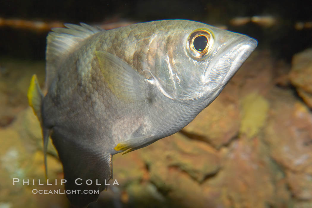 Banded archerfish.  The banded archerfish is known for its ability to shoot down resting insects by spitting a jet of water. Large archerfishes can hit a target 2-3m away. Archerfishes have adaptations to the mouth which enable spitting. When a banded archerfish shoots a jet of water, it raises its tongue against the roof of the mouth forming a tube. The gill covers quickly close forcing water along the tube. This species mostly lives in mangrove and estuarine habitats throughout much of the Indo-Pacific., Toxotes jaculatrix, natural history stock photograph, photo id 12903