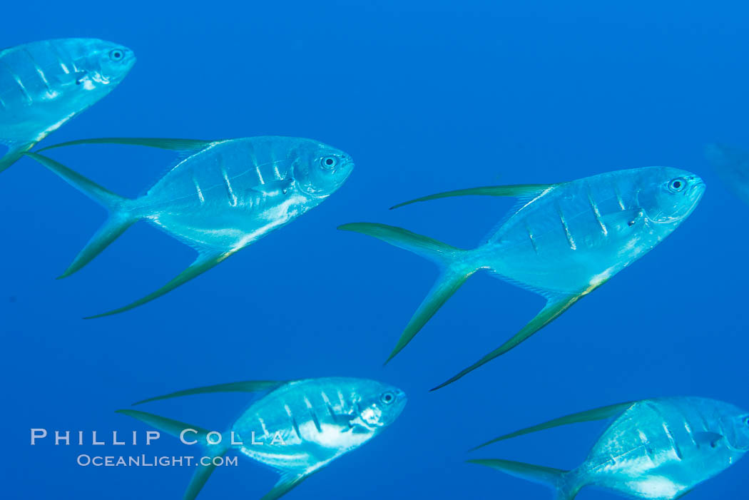 Trachinotus rhodopus Gafftopsail pompano, Isla San Diego, Sea of Cortez. Baja California, Mexico, natural history stock photograph, photo id 33522