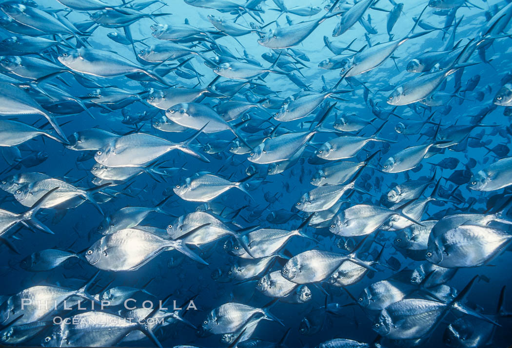 Steel pompano. Isla Enderby, Galapagos Islands, Ecuador, Trachinotus stilbe, natural history stock photograph, photo id 01832