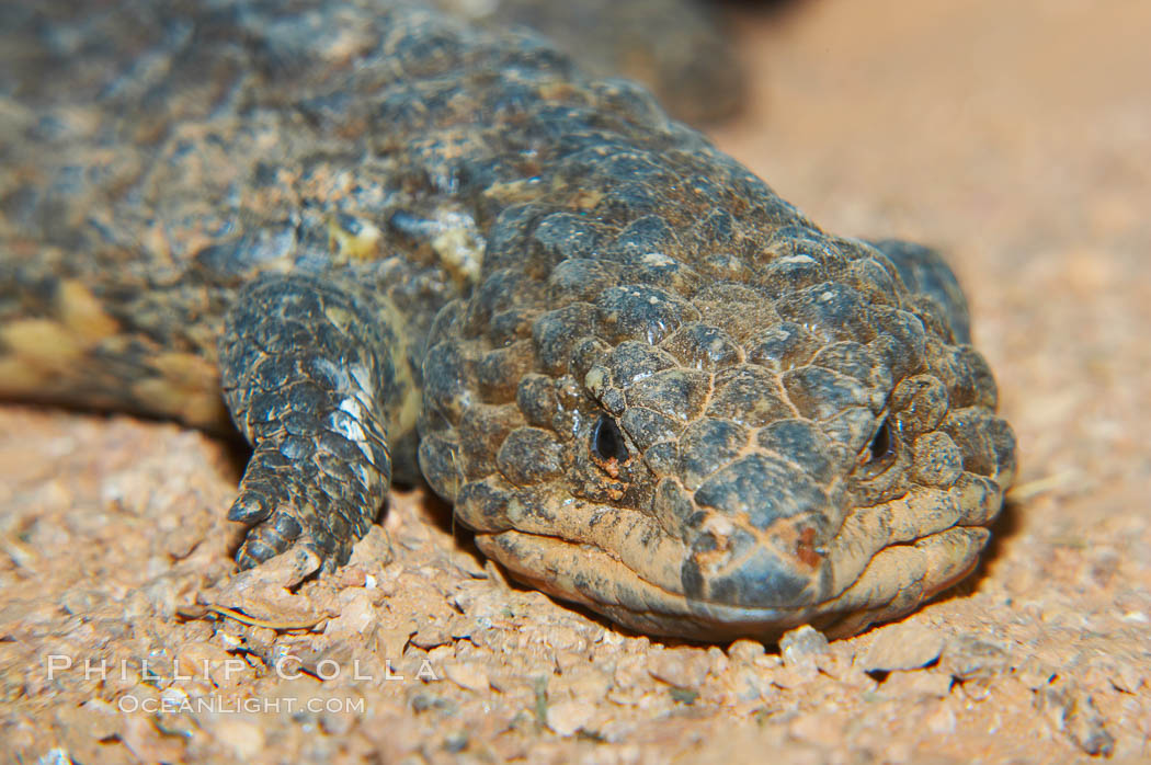 Shingleback lizard.  This lizard has a fat tail shaped like its head, which can fool predators into attacking the wrong end of the shingleback., Trachydosaurus, natural history stock photograph, photo id 12574