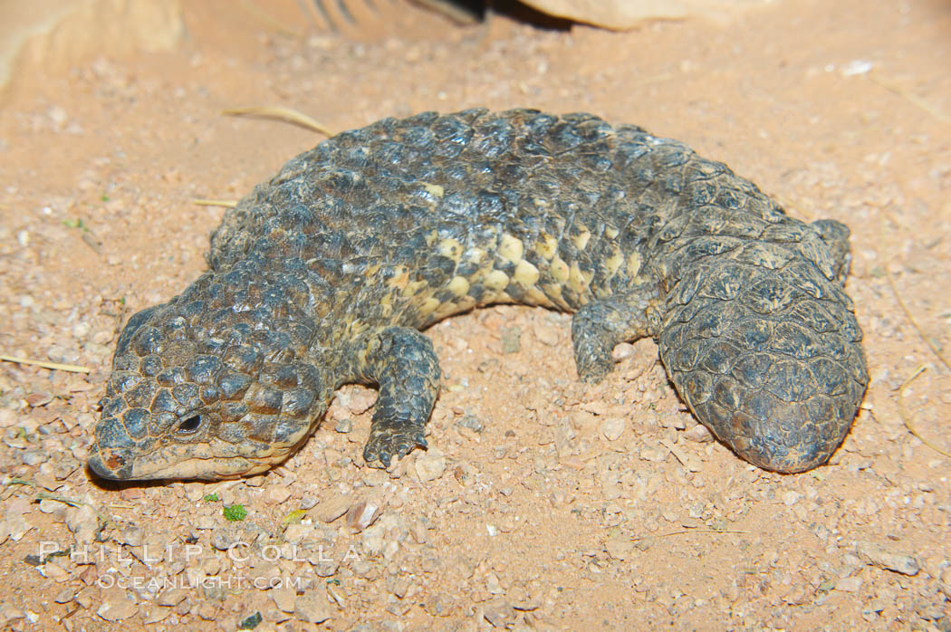 Shingleback lizard.  This lizard has a fat tail shaped like its head, which can fool predators into attacking the wrong end of the shingleback., Trachydosaurus, natural history stock photograph, photo id 12571