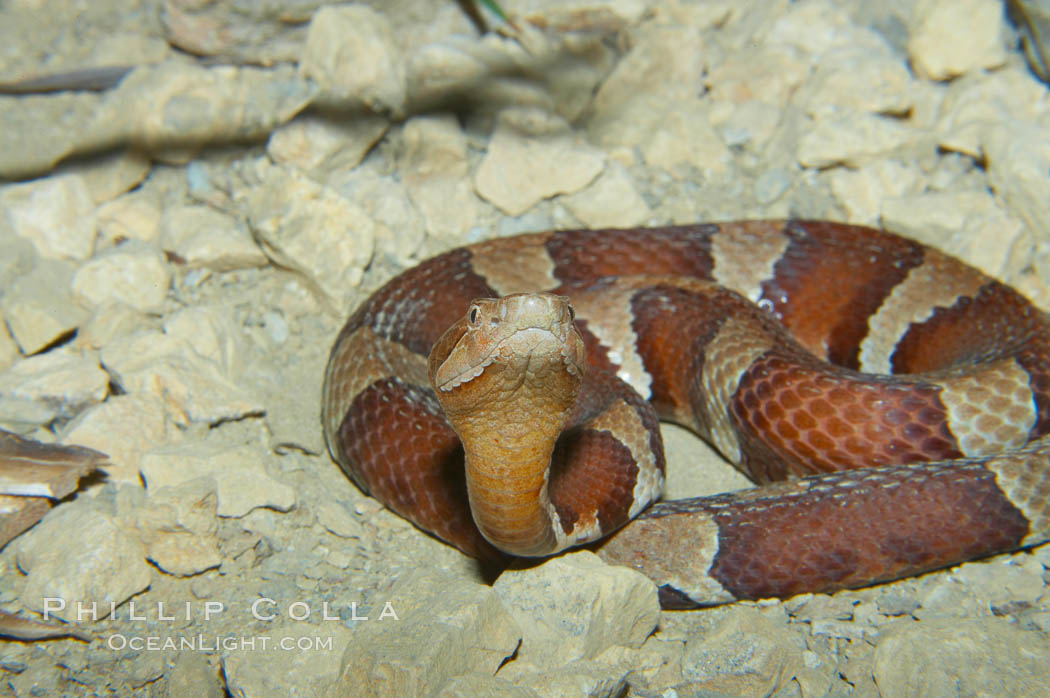 Trans-Pecos copperhead snake.  The Trans-Pecos copperhead is a pit viper found in the Chihuahuan desert of west Texas.  It is found near streams and rivers, wooded areas, logs and woodpiles., Agkistrodon contortrix pictigaster, natural history stock photograph, photo id 12580