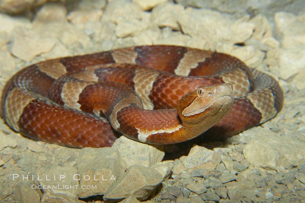 Trans-Pecos copperhead snake.  The Trans-Pecos copperhead is a pit viper found in the Chihuahuan desert of west Texas.  It is found near streams and rivers, wooded areas, logs and woodpiles., Agkistrodon contortrix pictigaster, natural history stock photograph, photo id 12579