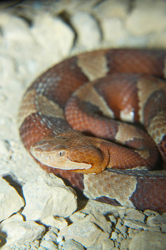 Trans-Pecos copperhead snake.  The Trans-Pecos copperhead is a pit viper found in the Chihuahuan desert of west Texas.  It is found near streams and rivers, wooded areas, logs and woodpiles., Agkistrodon contortrix pictigaster, natural history stock photograph, photo id 12583