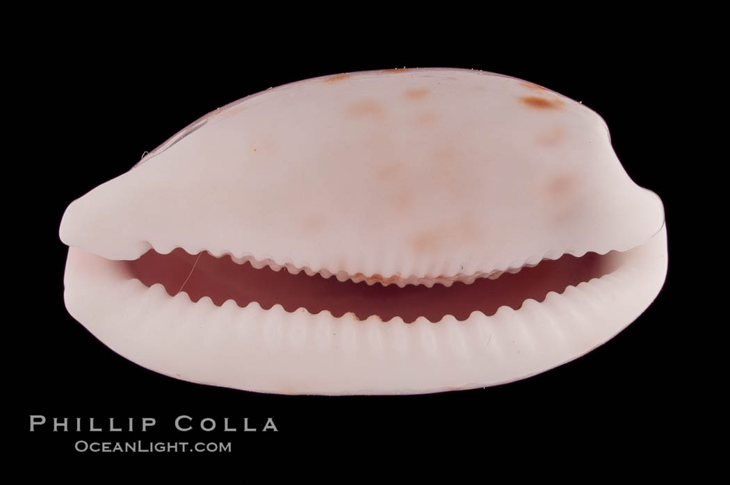 Translucent Tapering Cowrie., Cypraea pellucens, natural history stock photograph, photo id 08614